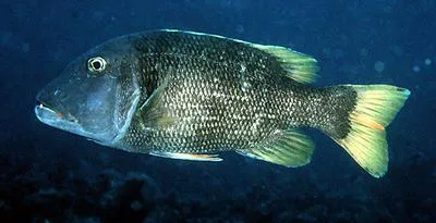 Orange-spotted emperor (Lethrinus erythracanthus)