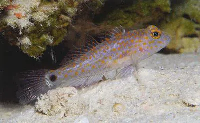 Orange-spotted goby (Asterropteryx bipunctata)