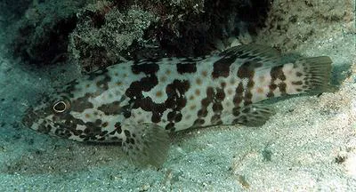 Orange-spotted grouper (Epinephelus coioides)