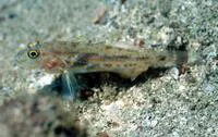 Orange-spotted sand-goby (Fusigobius longispinus)