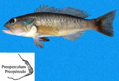 Orange-spotted sand perch (Diplectrum eumelum)