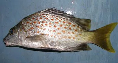 Orange-spotted therapon (Mesopristes kneri)