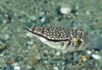Orange-spotted toadfish (Torquigener hypselogeneion)