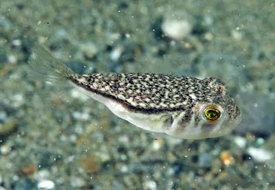 Orange-spotted toadfish (Torquigener hypselogeneion)