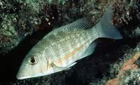 Orange-striped emperor (Lethrinus obsoletus)