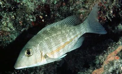 Orange-striped emperor (Lethrinus obsoletus)