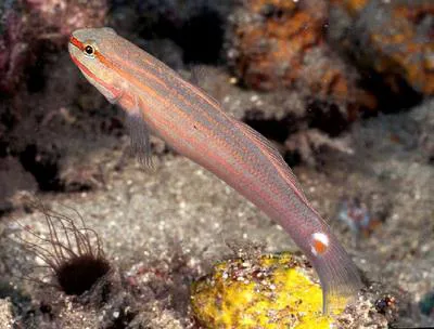 Orange-striped goby (Amblygobius decussatus)