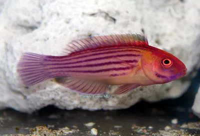 Orange-striped wrasse (Cirrhilabrus earlei)