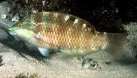 Orange wrasse (Pseudolabrus luculentus)