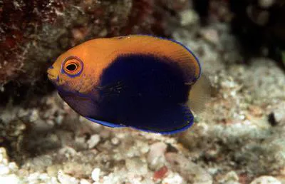 Orangeback angelfish (Centropyge acanthops)