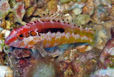 Orangeback bass (Serranus annularis)