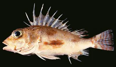 Orangebanded gurnard perch (Neosebastes occidentalis)