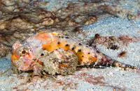 Orangebanded stingfish (Choridactylus multibarbus)