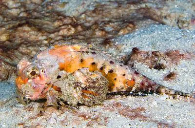 Orangebanded stingfish (Choridactylus multibarbus)