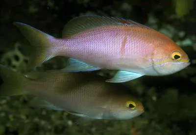 Orangebar anthias (Pseudanthias engelhardi)