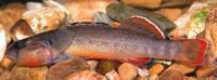 Orangebelly darter (Etheostoma radiosum)