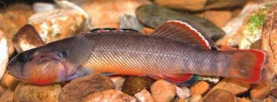 Orangebelly darter (Etheostoma radiosum)