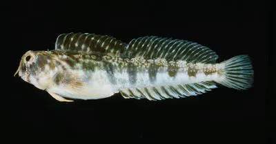 Orangedotted blenny (Antennablennius variopunctatus)