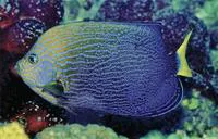 Orangeface angelfish (Chaetodontoplus chrysocephalus)