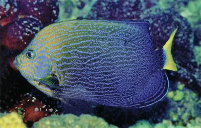 Orangeface angelfish (Chaetodontoplus chrysocephalus)