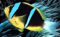 Orangefin anemonefish (Amphiprion chrysopterus)
