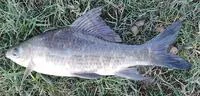 Orangefin labeo (Labeo calbasu)