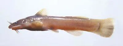 Orangefin madtom (Noturus gilberti)