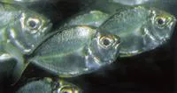 Orangefin ponyfish (Photopectoralis bindus)
