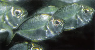 Orangefin ponyfish (Photopectoralis bindus)