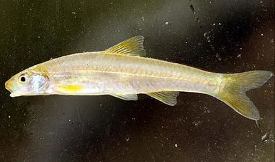 Orangefin shiner (Notropis ammophilus)