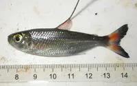 Orangefin tetra (Bryconops affinis)