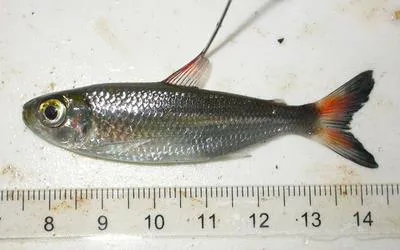 Orangefin tetra (Bryconops affinis)