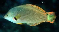 Orangefin wrasse (Halichoeres melanochir)
