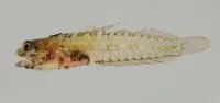 Orangeflag blenny (Emblemariopsis dianae)