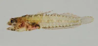 Orangeflag blenny (Emblemariopsis dianae)