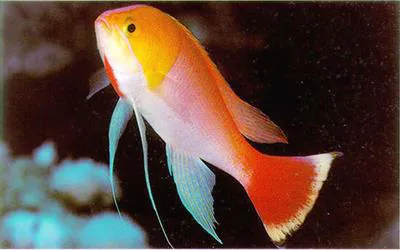 Orangehead anthias (Pseudanthias heemstrai)