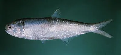 Orangemouth anchovy (Thryssa vitrirostris)