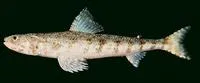 Orangemouth lizardfish (Saurida flamma)