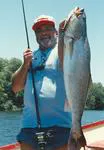 Orangemouth weakfish (Cynoscion xanthulus)