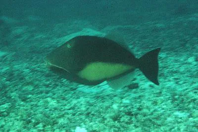 Orangeside triggerfish (Sufflamen verres)