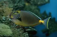 Orangespine unicornfish (Naso lituratus)