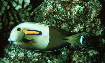 Orangespot surgeonfish (Acanthurus olivaceus)