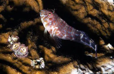 Orangespotted blenny (Hypleurochilus springeri)