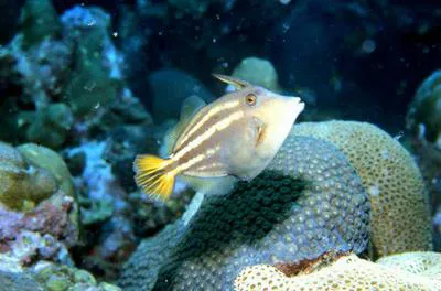 Orangespotted filefish (Cantherhines pullus)