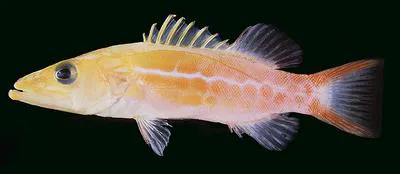 Orangespotted soapfish (Belonoperca pylei)