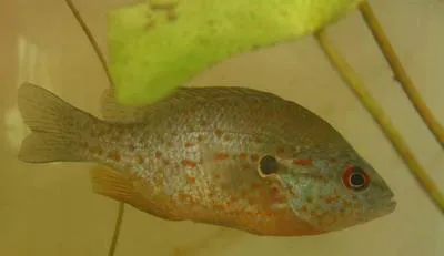 Orangespotted sunfish (Lepomis humilis)
