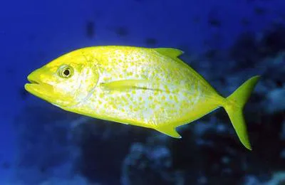 Orangespotted trevally (Carangoides bajad)