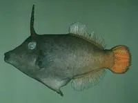 Orangetail filefish (Pervagor aspricaudus)