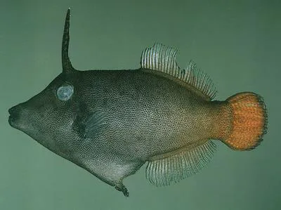 Orangetail filefish (Pervagor aspricaudus)
