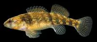 Orangethroat darter (Etheostoma spectabile)